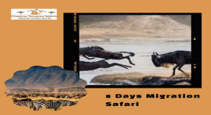 migration-safari