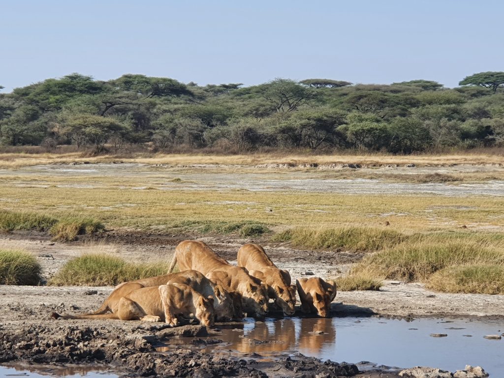 safari tiger group