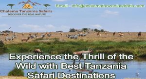 safari tanzania tour