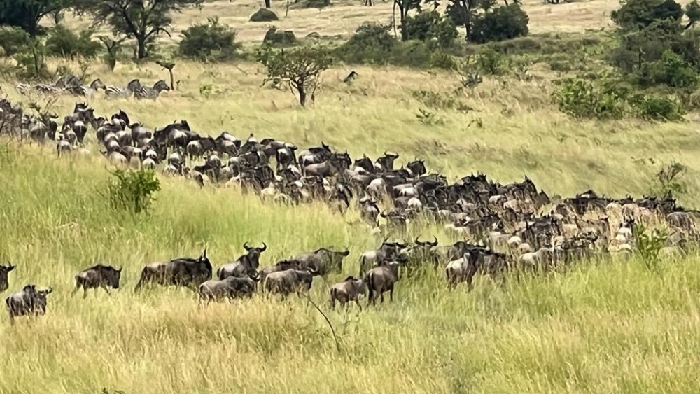 migration safari