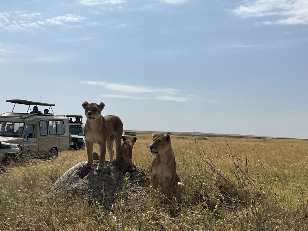 safari tanzania