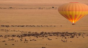 A Hot Air Balloon over the grazing wilderbeest in Masai Mara